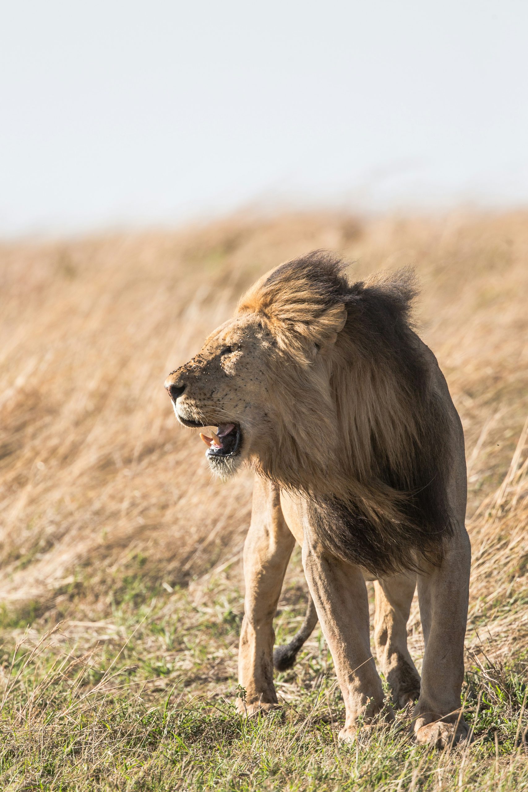 Hartbeespoort Lion and Safari Park Guided tours