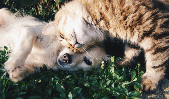 Pet Care in Harties