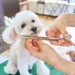 pets10