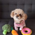 pets8