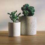 plants1