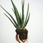 plants10