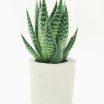 plants11