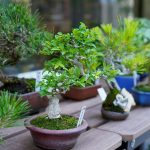 plants13