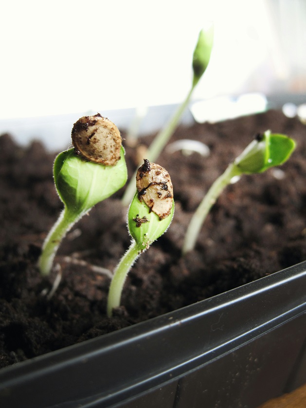 Hartbeespoort Plants and Nurseries
