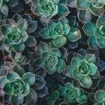 plants3