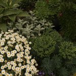 plants7