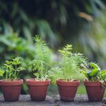 plants8